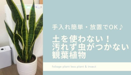 https://www.chemi-jyo.com/life/foliage-plant-less-plant-insect/