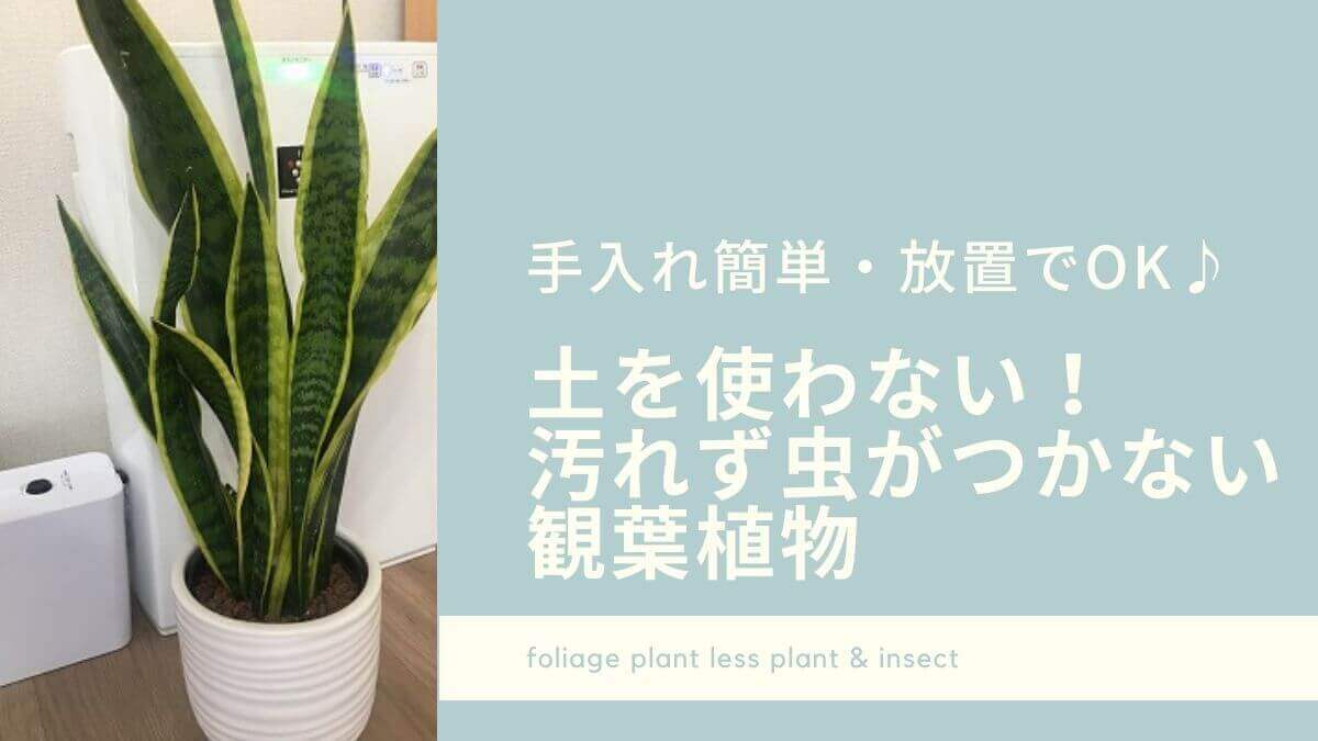 室内用の観葉植物におすすめのハイドロカルチャー