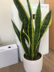 手入れ簡単 放置でok 土を使わない 汚れず虫がつかない観葉植物 ゆるけみブログ