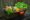 vegetables-2