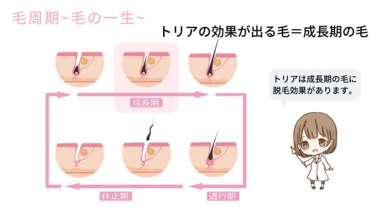 トリアの効果的な使い方と毛周期