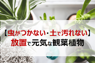 foliage-plant-less-plant-insect
